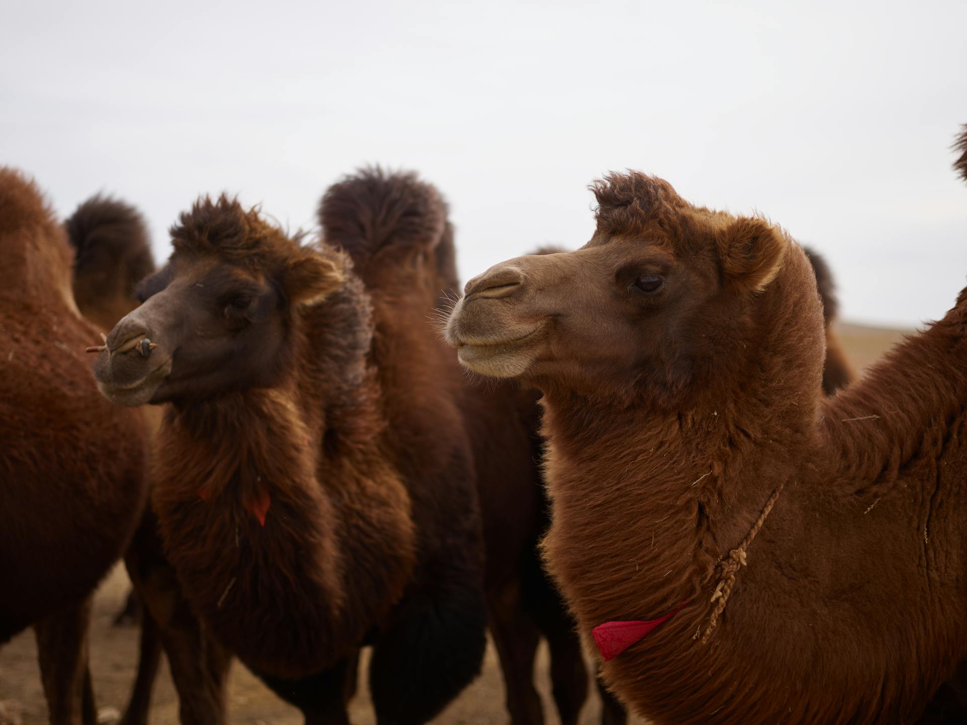 Herd of two humped domestic camels with thick brown coat standing on sandy terrain in daylight under cloudy sky