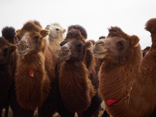 Free Herd of various funny purebred camels with fluffy necks standing under cloudy sky in afternoon Stock Photo
