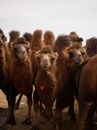 Flock of curious purebred brown camels with thick coat standing on sandy area and looking at camera under white sky