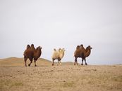 Different purebred two humped graceful camels walking on rough terrain with bunches of grass and dunes behind under white sky