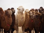 Large white domesticated camel among other brown camels with thick fur standing nearby on dry sandy ground at daytime