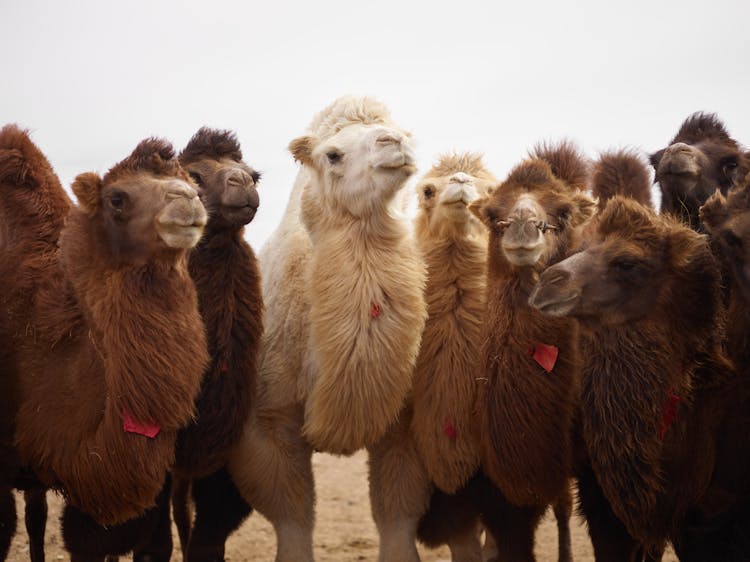 Herd Of Bactrian Camels Of Different Colors In Desert Area