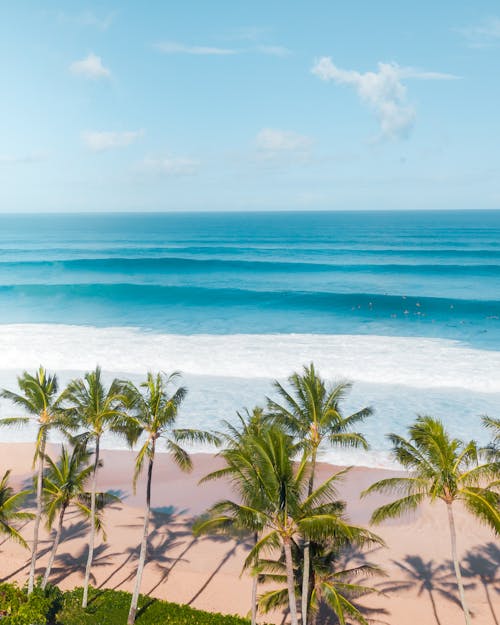 Green Palm Trees on the Beautiful Beach