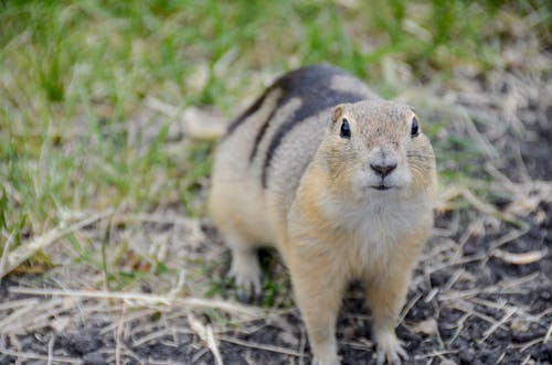 Free A Cute Gopher Walking on a Grass Field Stock Photo