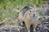 A Cute Gopher Walking on a Grass Field
