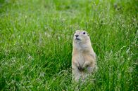 Brown Rodent Standing on Green Grass Field