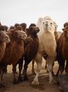 Large white domesticated mammal animal among other brown camels with thick fur standing nearby on arid sandy ground at daytime