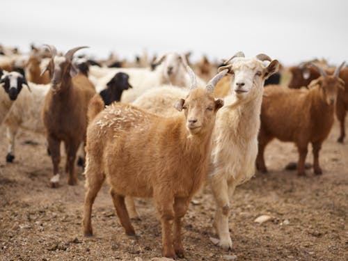 Flock of fluffy goats grazing on pasture in rural area of steppe during daytime