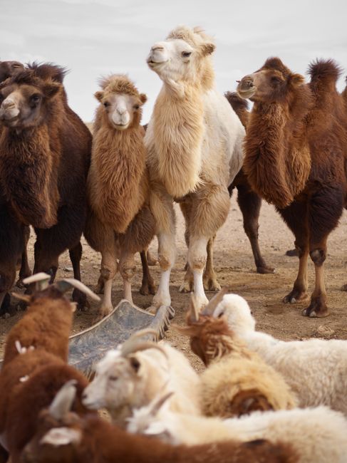 A herd of Bactrian camels and sheep in a desert environment, showcasing diverse animal interaction.