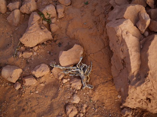 Free From above of gray dry plant placed on red sand surface of desert area during hot dry day Stock Photo