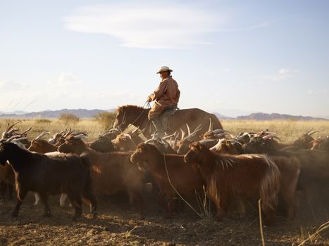 Herd of goats grazing in steppe pasture with adult herdsman