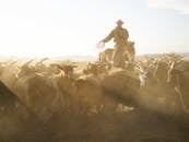 Confident Mongolian cattleman in traditional cloth riding horse and chasing herd of goats with rope in prairie under blue sky with dust clouds in back lit