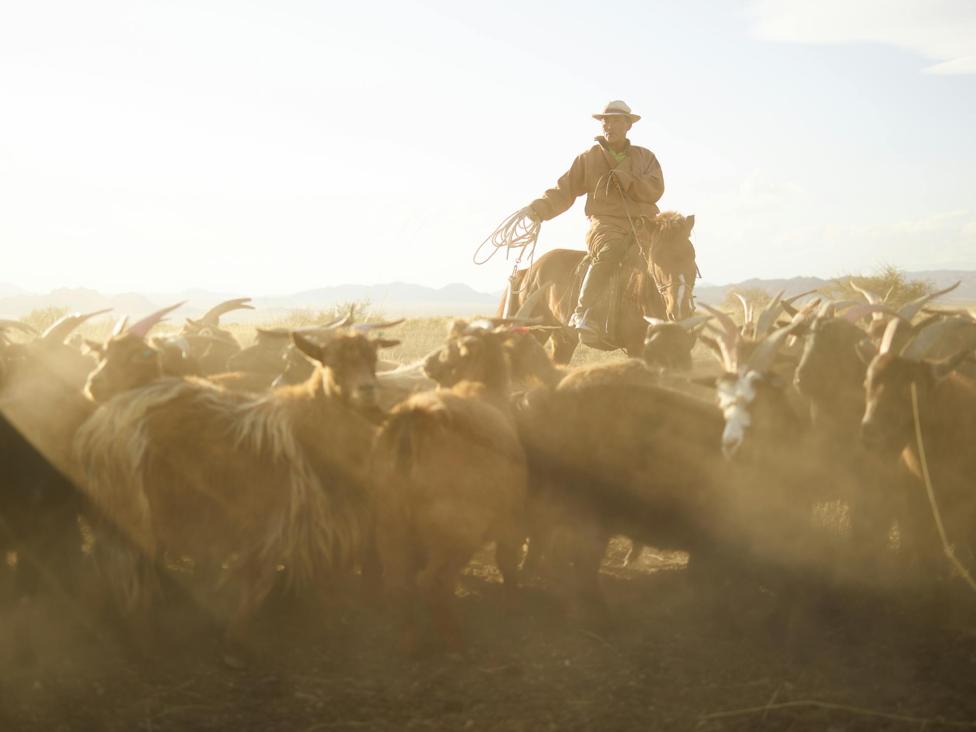 En självsäker mongolisk boskapsskötare i traditionell klädsel som rider på häst och jagar en flock getter med rep i prärien under blå himmel med dammmoln i bakgrunden.