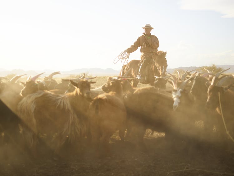 Flock Of Goats Grazing In Steppe With Adult Asian Herdsman