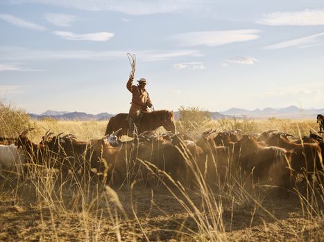 Flock of goats grazing in yellow steppe with adult Mongolian herdsman
