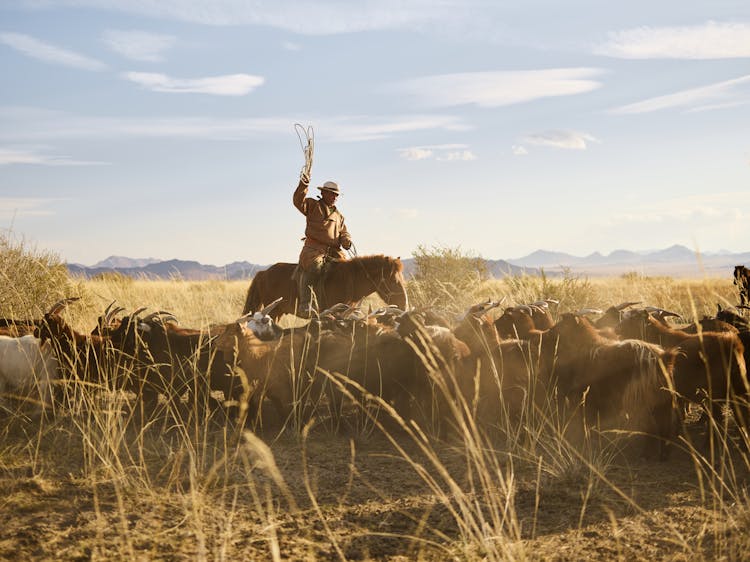 Flock Of Goats Grazing In Yellow Steppe With Adult Mongolian Herdsman