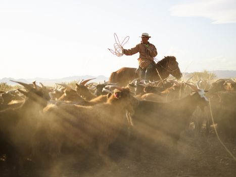 Asian shepherd in traditional cloth riding horse and chasing flock of goats with rope in prairie with remote mountains under blue sky in back lit