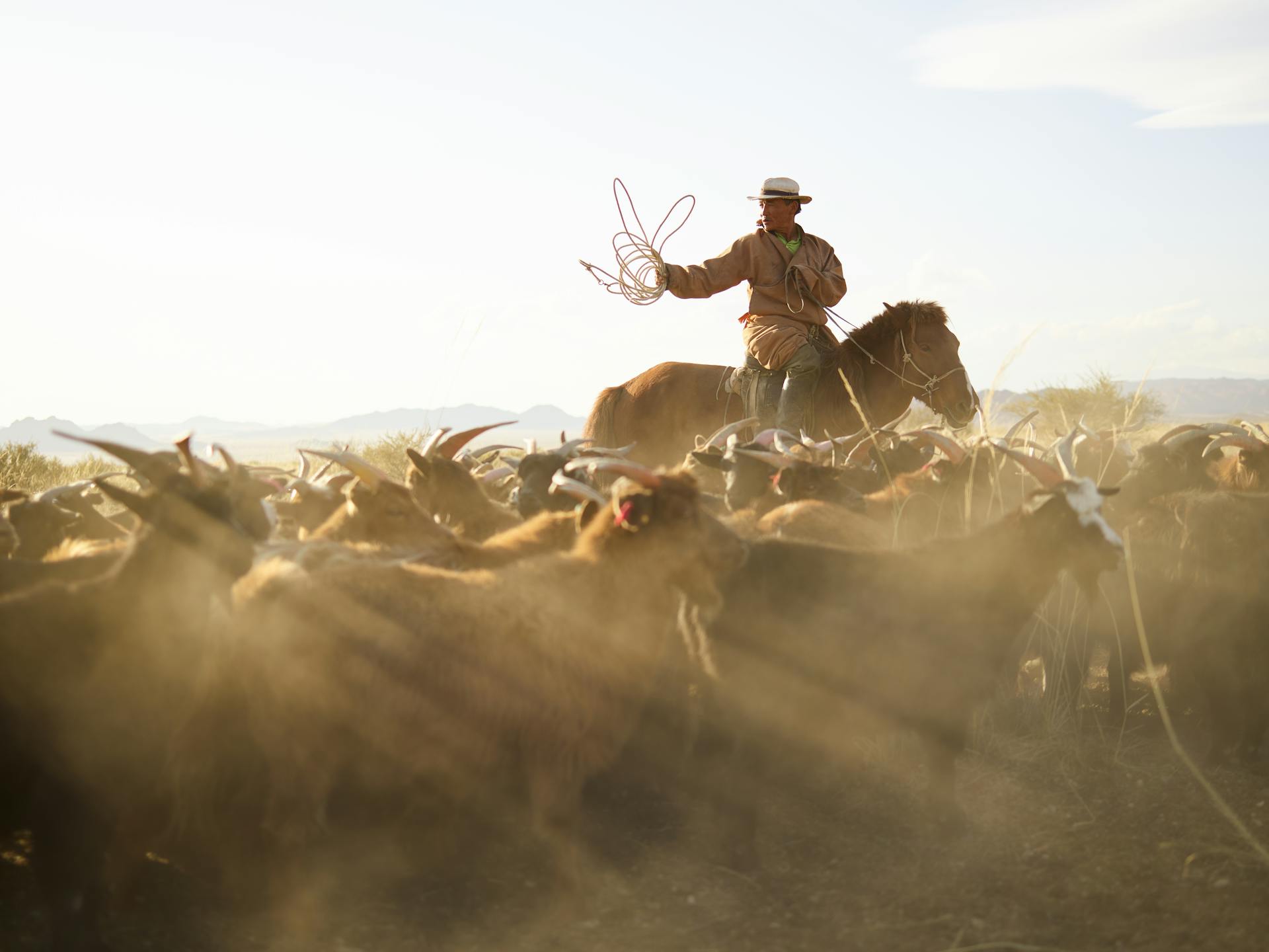 Berger asiatique en tissu traditionnel à cheval et pourchassant un troupeau de chèvres avec une corde dans la prairie avec des montagnes éloignées sous un ciel bleu en arrière-plan éclairé