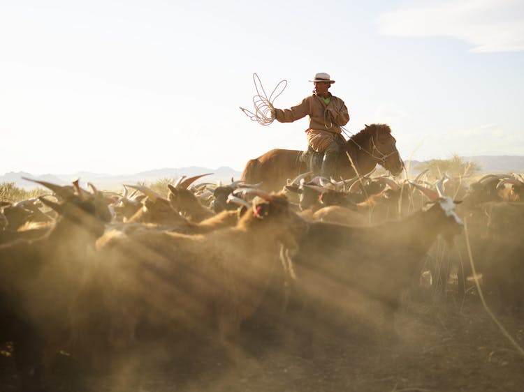 Herd Of Goats Grazing In Yellow Steppe With Adult Mongolian Horseman