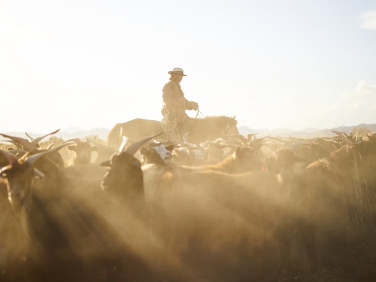 Flock Of Goats Grazing In Steppe With Adult Asian Cattleman