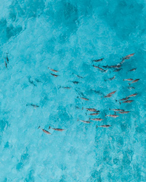 Δωρεάν στοκ φωτογραφιών με γαλάζια νερά, δελφίνια, εναέρια λήψη