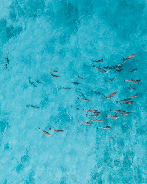 School of Fish in Water