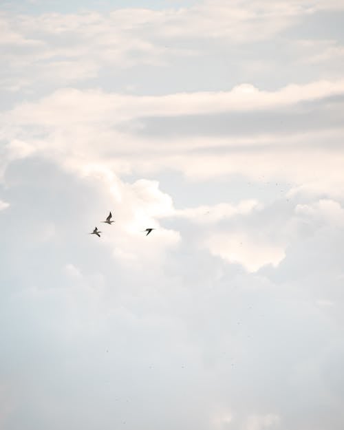 Бесплатное стоковое фото с birds_flying, белое небо, вертикальный выстрел