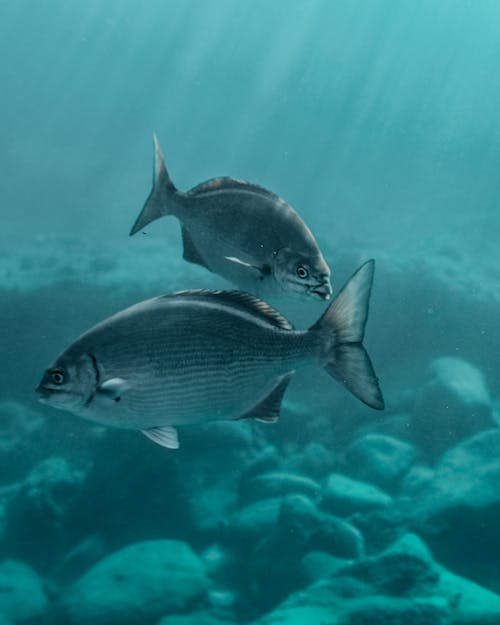 水下的黑白魚