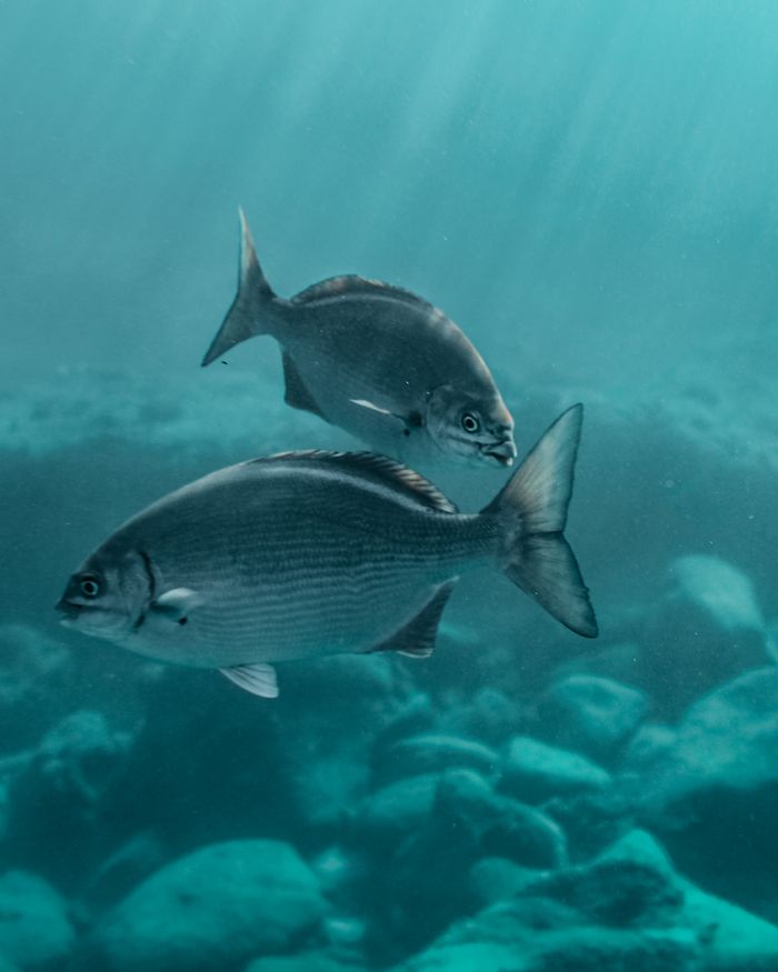 Fish underwater by Jess Loiterton on Pexels