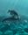 fish underwater