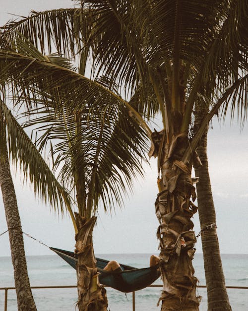 Person Lying on a Hammock Between Palm Trees