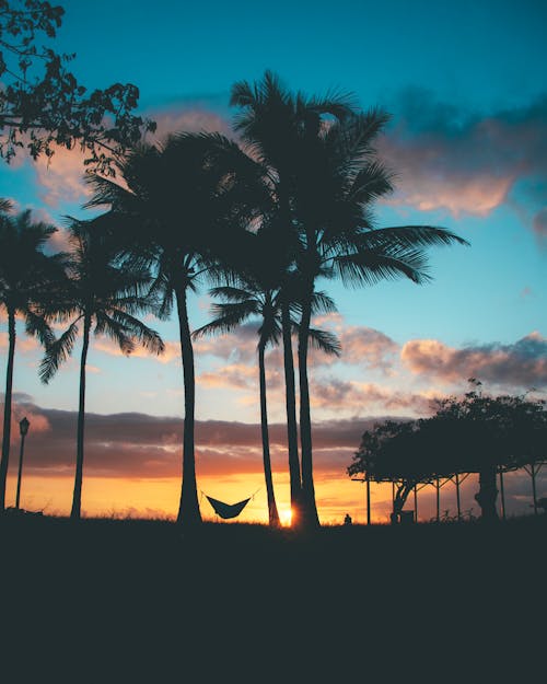 Silhouette of Palm Trees