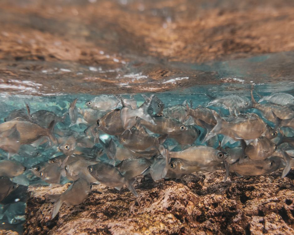 Small Fish Between The Rocks School of Fish Between a Rock and the Water Surface · Free Stock Photo