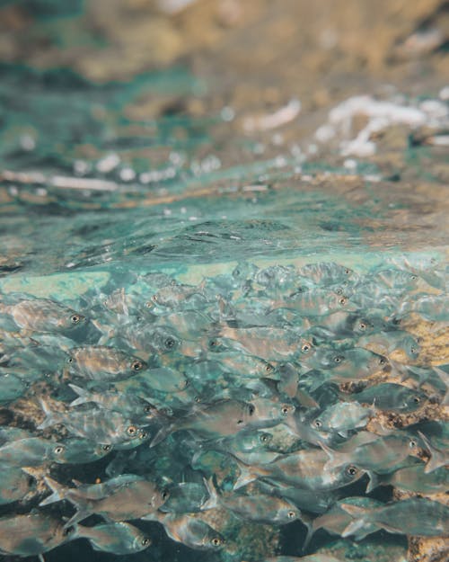 Vertical Shot of Underwater Sea Life with Fish