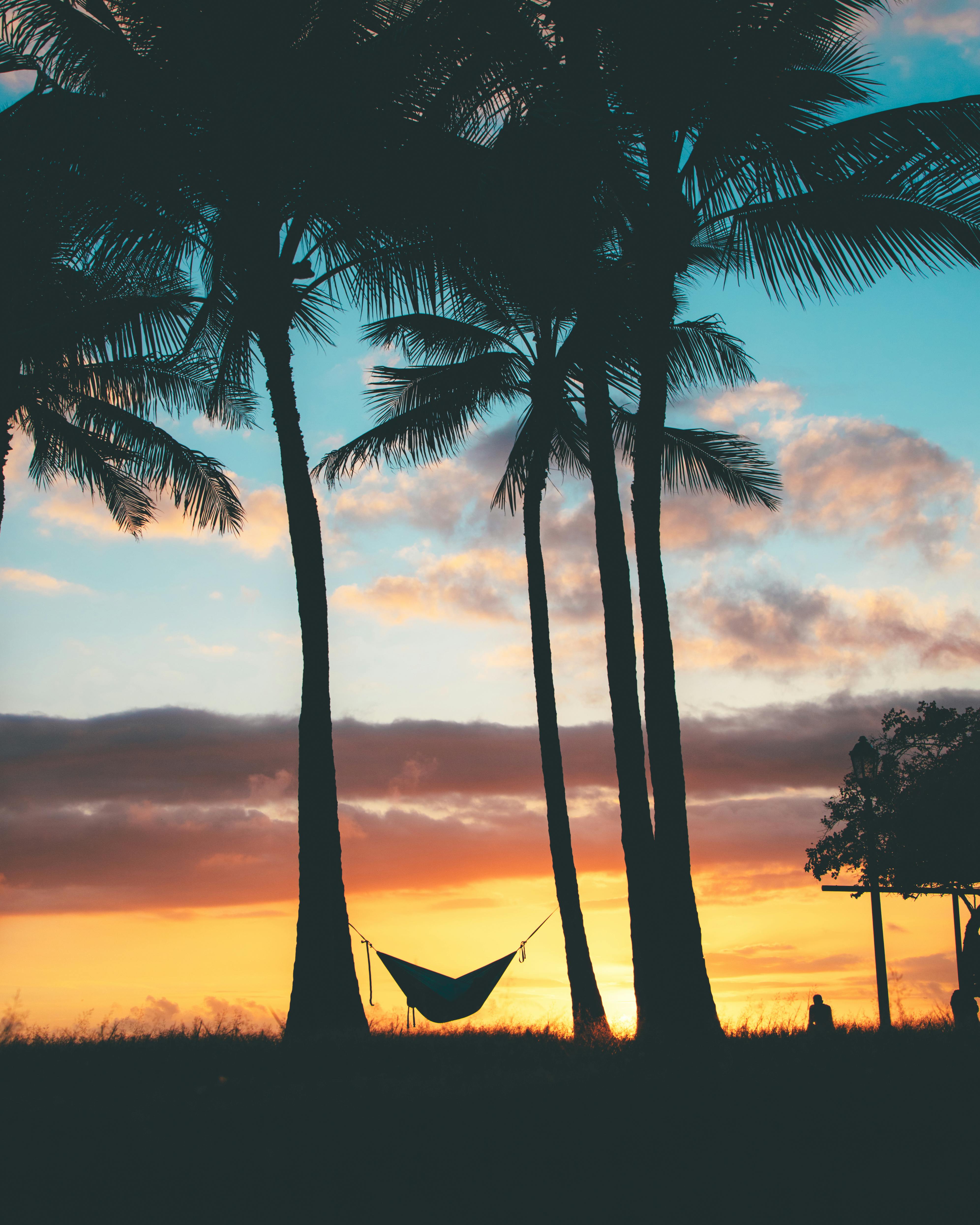 美丽的夏威夷日落下，棕榈树和吊床的轮廓营造出轻松的热带场景