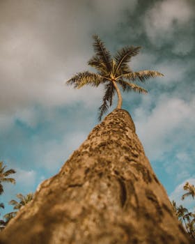 Photo by Jess Loiterton Looking up a tall palm tree under a cloudy sky in Hawaii, captured from a low angle.