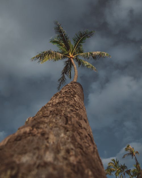 Foto profissional grátis de céu nublado, fechar-se, palmeira