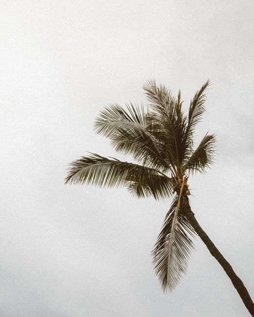 Elegant palm tree set against a serene sky, symbolizing tropical tranquility in Honolulu.