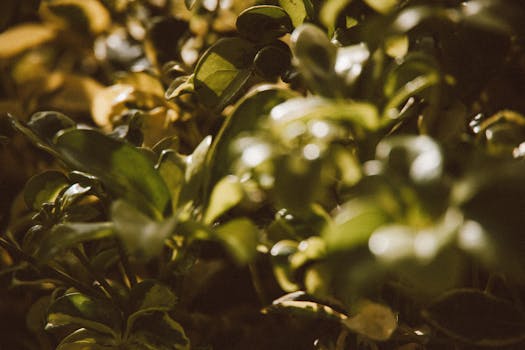 Close-up of lush green plant leaves in sunlight, capturing natural beauty with selective focus