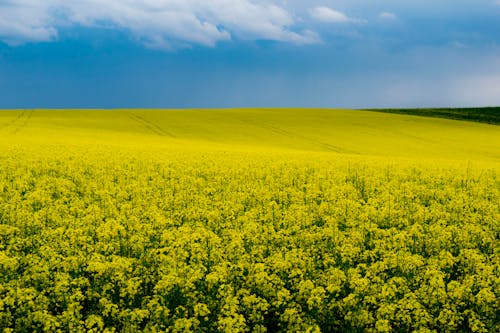 Fotobanka s bezplatnými fotkami na tému dychberúci, krajina, modrá obloha