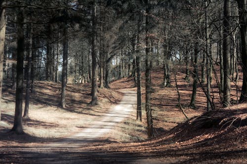 Narrow alley going through forest with tall pine trees on sunny autumn day