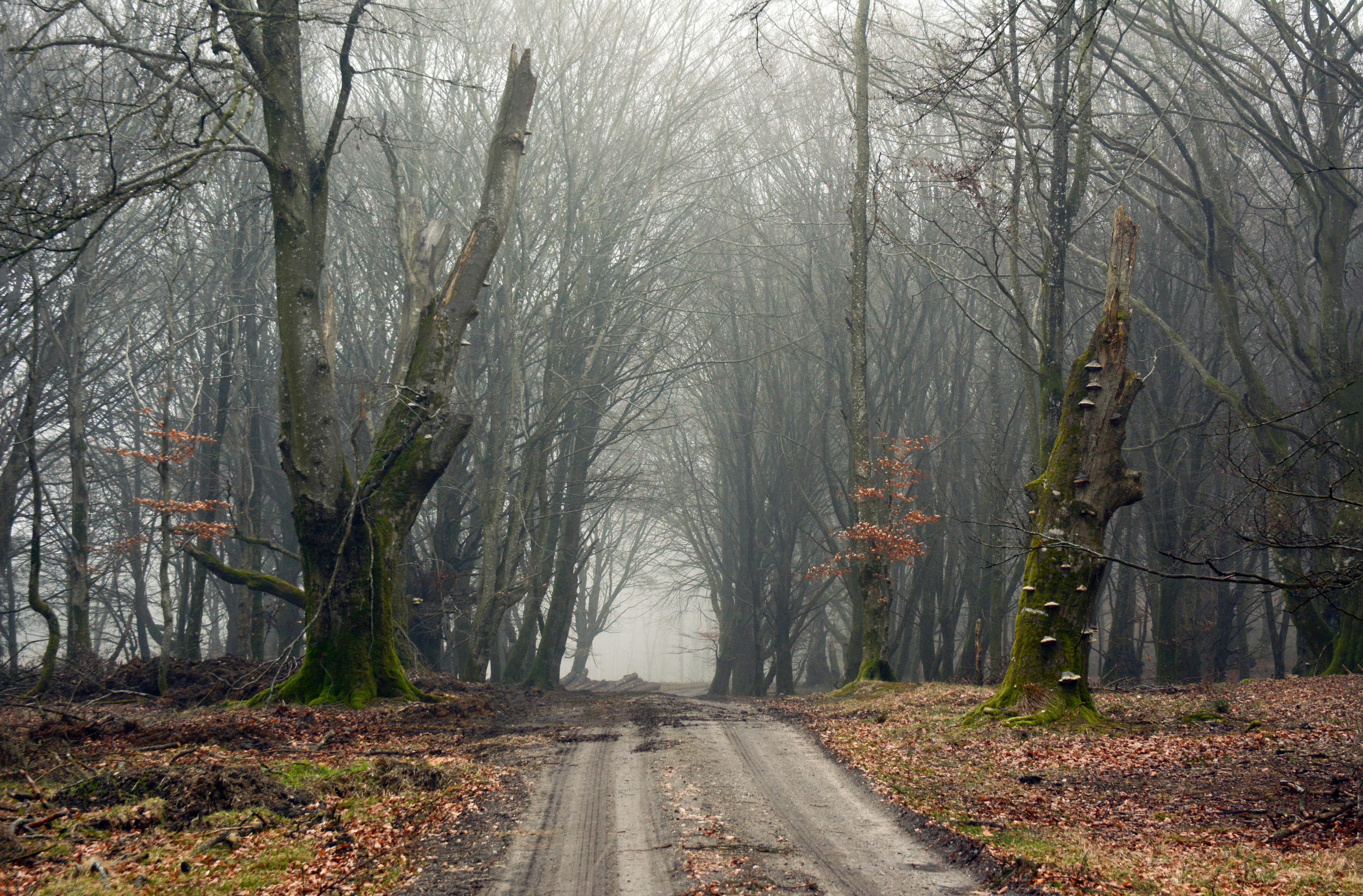 pathway in autumn forest with leafless trees