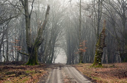 Empty rural road going through forest with leafless and broken trees on misty autumn day