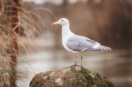 Sea Gull Perched On Rock