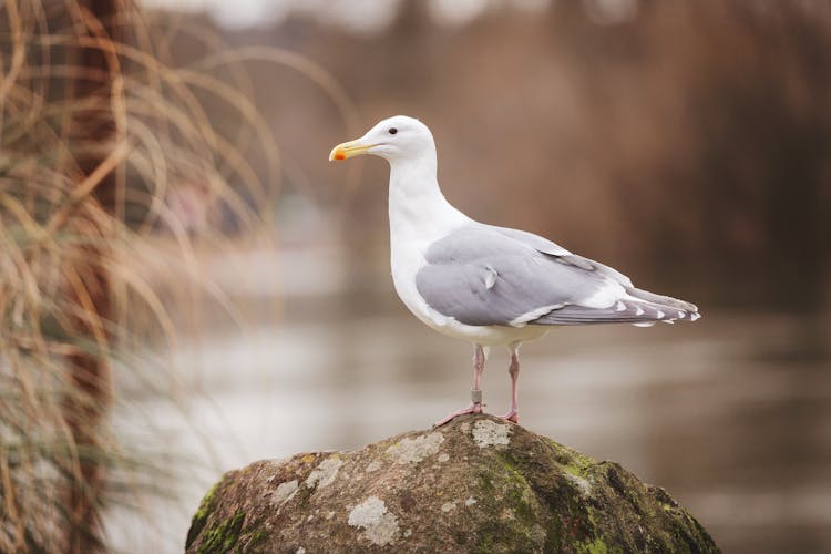 Sea Gull Perched On Rock