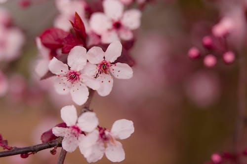 ピンクの花