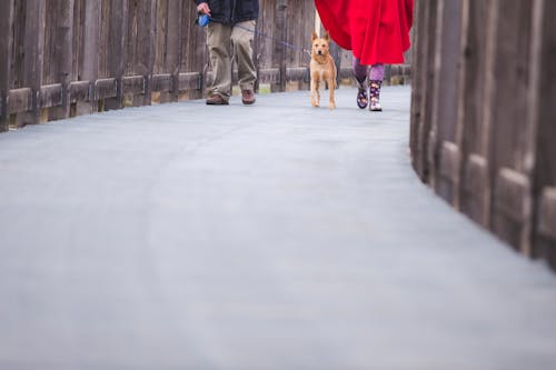 犬と一緒に歩く人