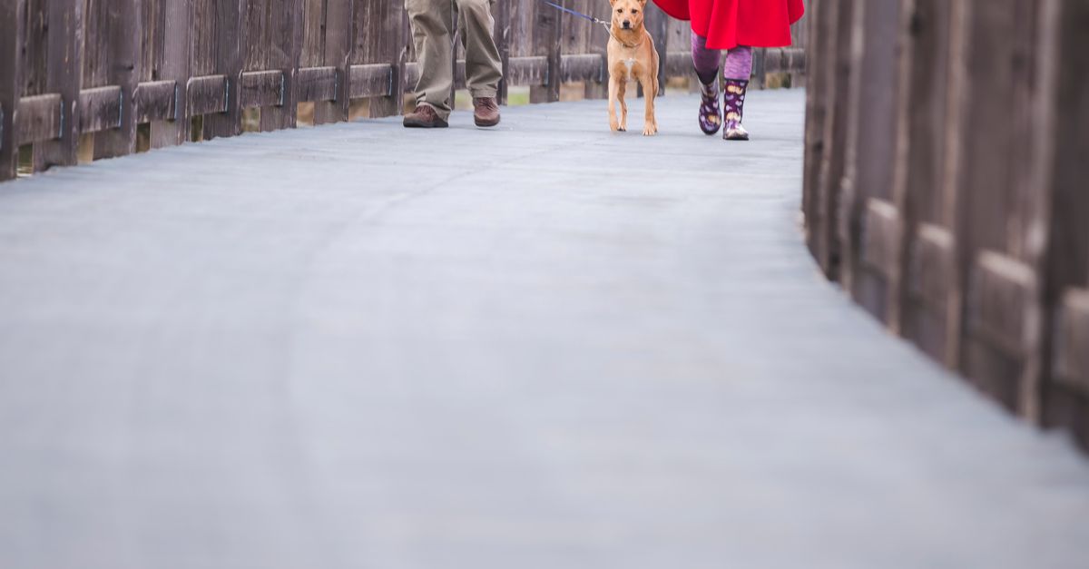 Why We Watch Pet POV Videos (2026 Trend) Why We Watch Pet POV Videos (2026 Trend)