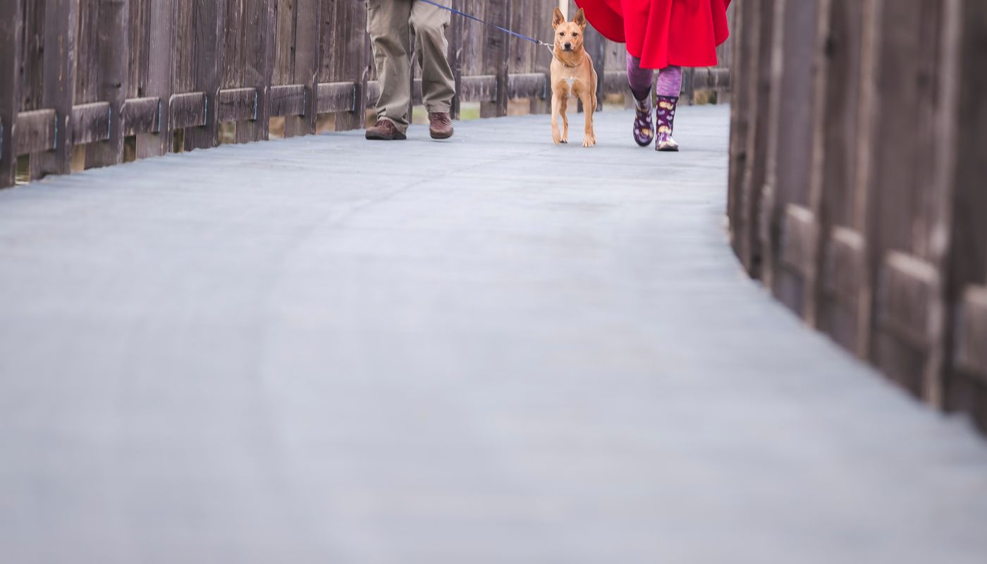 Two people walking a dog down a quiet lane in flat morning light