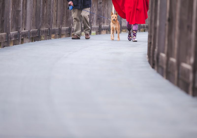 Two people walking a dog down a quiet lane in flat morning light